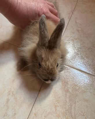 Coniglio nano