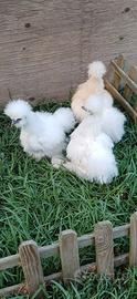 galli giovani galletti moroseta silkie 4 mesi