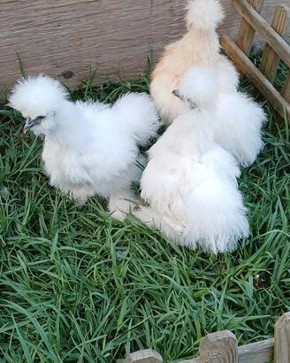 galli giovani galletti moroseta silkie 4 mesi