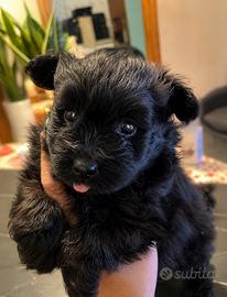 Barboncino X Pomerania