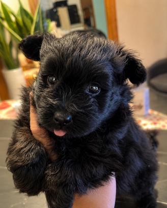 Barboncino X Pomerania
