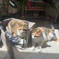 Due gatte europee in adozione