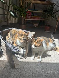 Due gatte europee in adozione