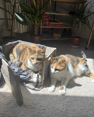 Due gatte europee in adozione