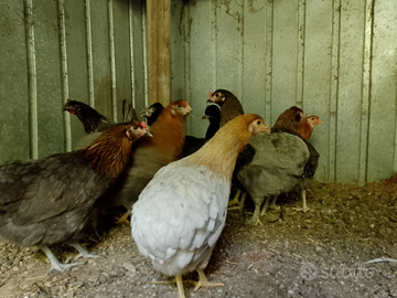 Gallina araucana
