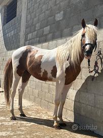Puledro 24 mesi Paint Horse
