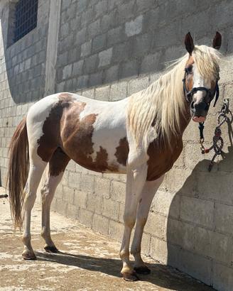 Puledro 24 mesi Paint Horse