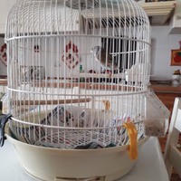 Incardellati maschi canarina, x cardellino, ottim