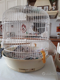 Incardellati maschi canarina, x cardellino, ottim