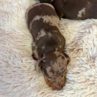 Bassotto tedesco nano kaninchen a pelo corto Enci