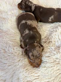 Bassotto tedesco nano kaninchen a pelo corto Enci