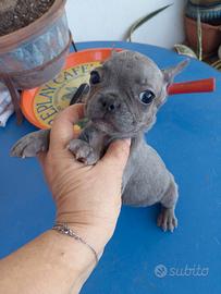 Cucciole bulldog francese blu