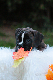 Cuccioli Boxer