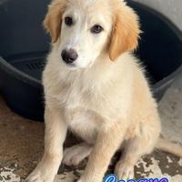 Cuccioli taglia medio grande