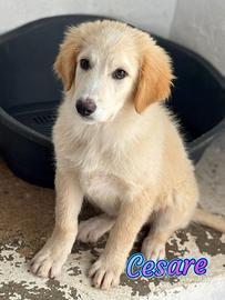 Cuccioli taglia medio grande