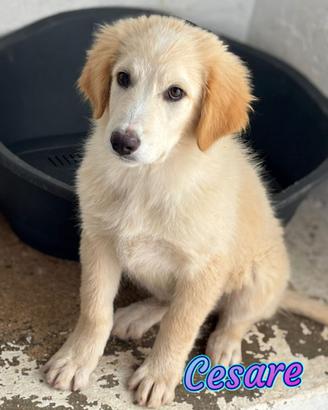 Cuccioli taglia medio grande