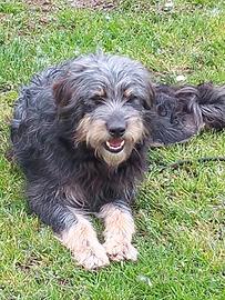 Benny 2 anni