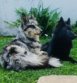 Cuccioli Pastore della Lessinia e del Lagorai