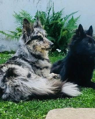 Cuccioli Pastore della Lessinia e del Lagorai