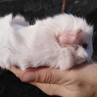 Cavia / Porcellino d'India