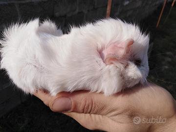 Cavia / Porcellino d'India