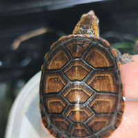 Tartaruga kinosternon leucostomum