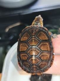 Tartaruga kinosternon leucostomum