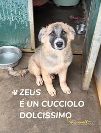 Zeus 3 mesi giá un sopravvissuto