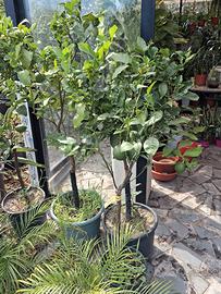 piante di agrumi 