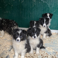 Border collie Puppy bianco nero adozione