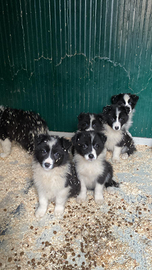 Border collie Puppy bianco nero adozione
