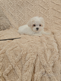 Maltese taglia piccola