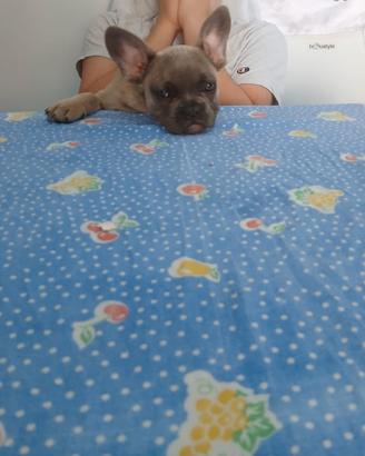 Bulldog francese