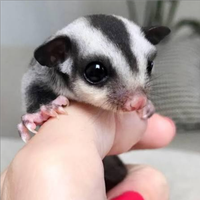 Baby Petauro Dello Zucchero
