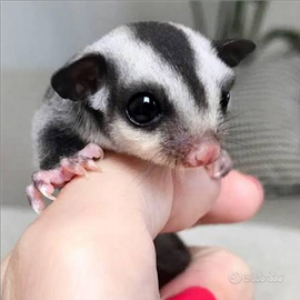 Baby Petauro Dello Zucchero