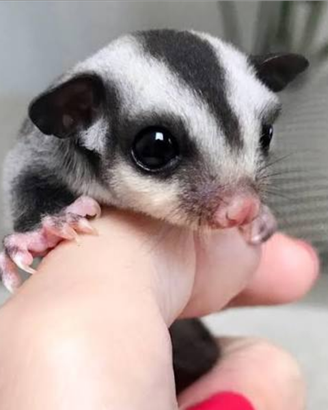 Baby Petauro Dello Zucchero