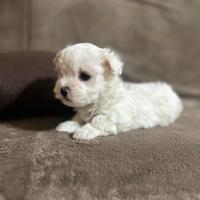 Cuccioli di maltese