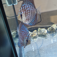 Discus