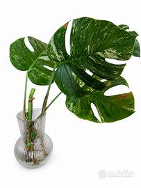 Talea monstera albo variegata - Giardino e Fai da te In vendita a Milano
