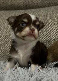 Chihuahua pelo lungo