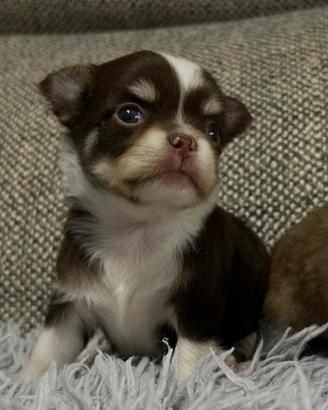 Chihuahua pelo lungo