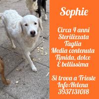 Sophie 4 anni tg media contenuta in adozione