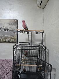 Cacatua rosacapilla