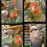 Pappagalli inseparabili