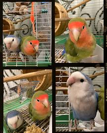 Pappagalli inseparabili