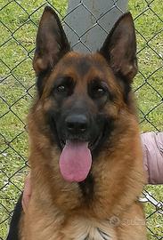 Cuccioli di pastore tedesco