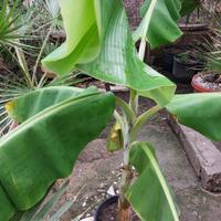 Pianta di banano