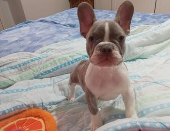 Cucciola bulldog francese