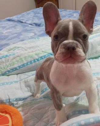 Cucciola bulldog francese