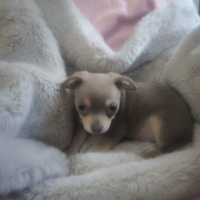 Chihuahua lilac tan